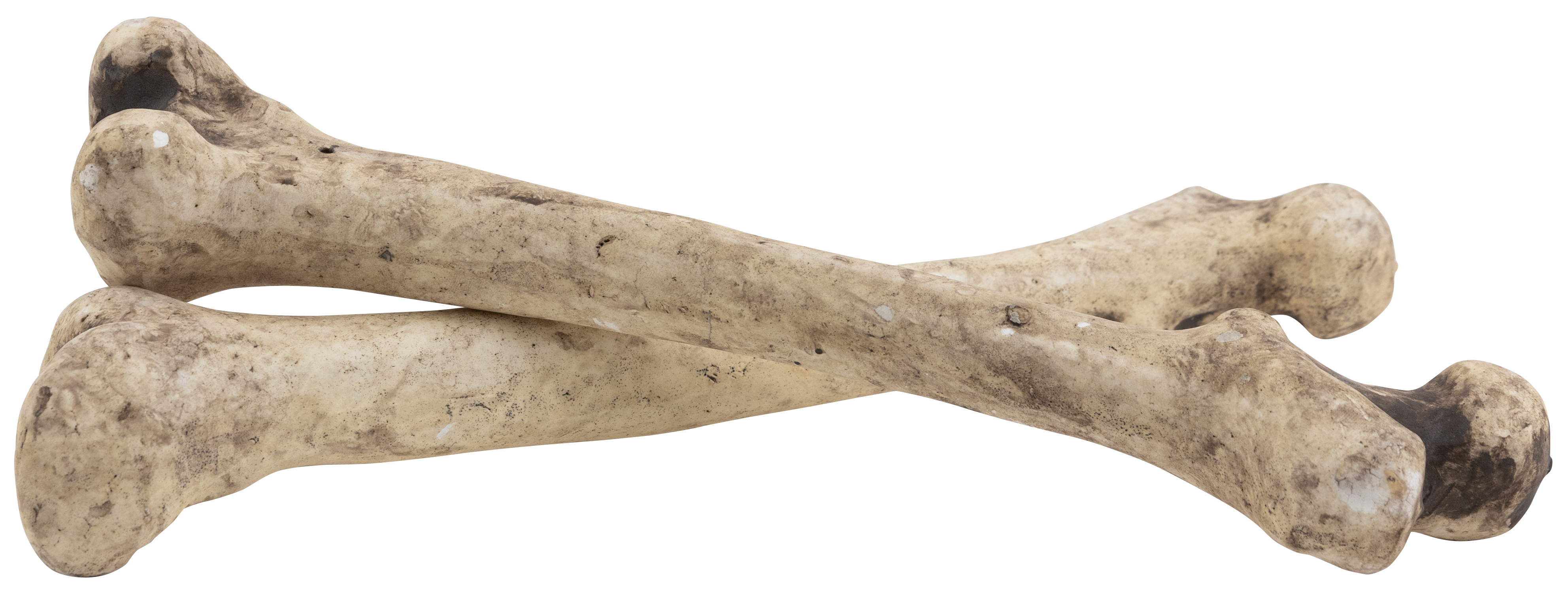 Bone, 40cm, styrofoam