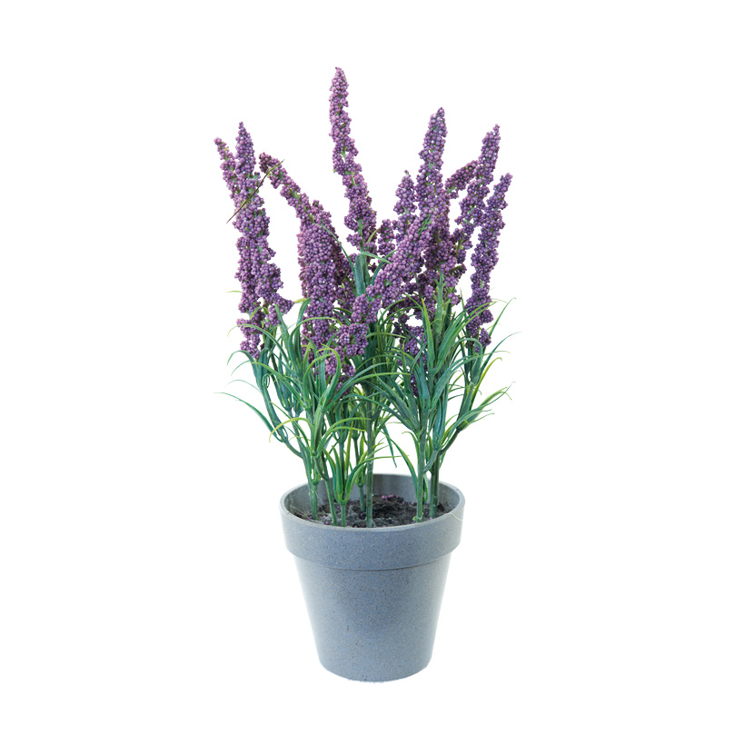 Lavender in pot, 30cm, plastic